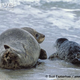Illustration for article titled Pinnipednesday - Phoca vitulina Edition
